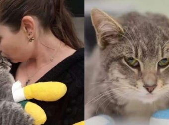 Συγκινητική επανένωση: Γάτα επέζησε από πuρκαγιά και βλέπει ξανά τη μαμά του