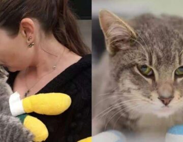 Συγκινητική επανένωση: Γάτα επέζησε από πuρκαγιά και βλέπει ξανά τη μαμά του