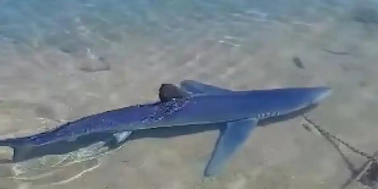 Πανικός σήμερα στη Γλυφάδα – Εμφανίστηκε καρχαρίας 3 μέτρων