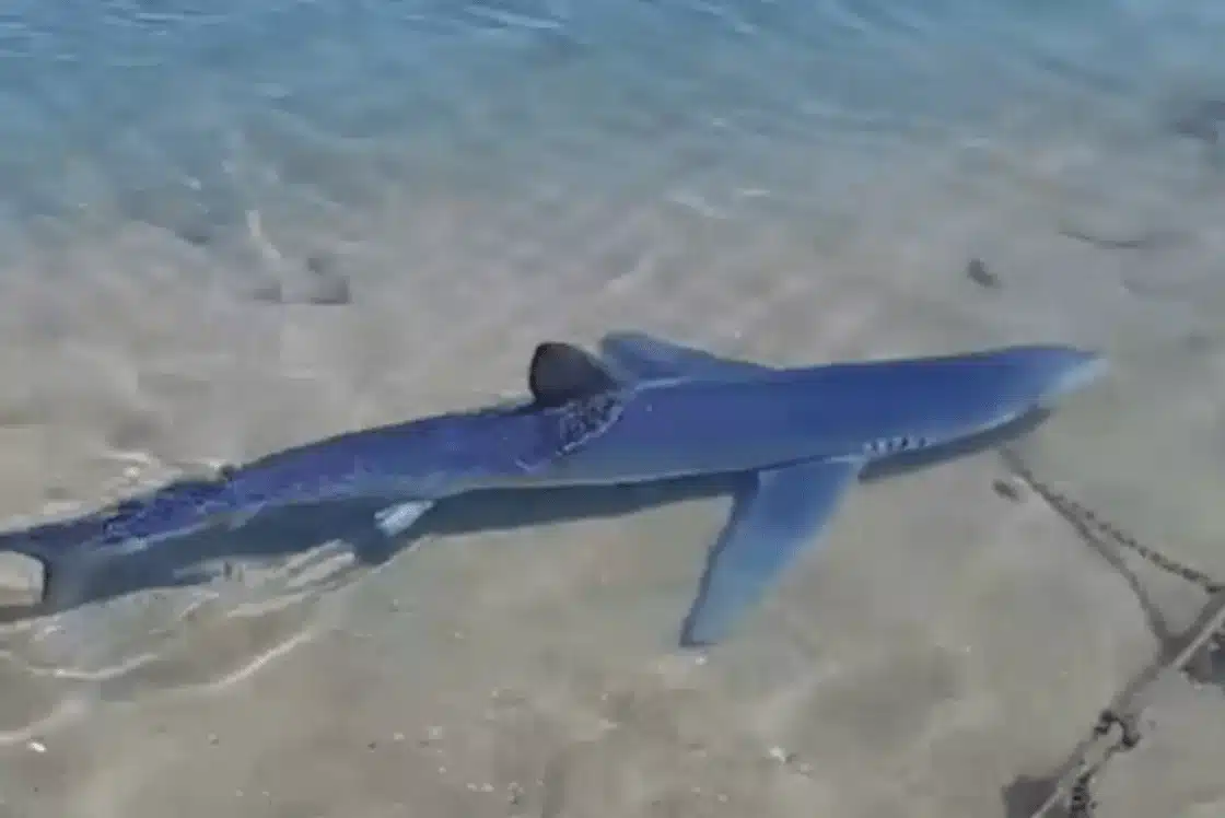 Ανησυχία στις παραλίες – Γιατί εμφανίζονται καρχαρίες στις ελληνικές θάλασσες