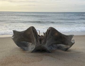 Μυστηριώδες κρανίο ξεβράστηκε σε παραλία – Φέρεται να ανήκει σε πλάσμα βάρους 40 τόνων