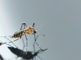 Διώχνει τα κουνούπια στη στιγμή: To εντομοαπωθητικό φυτό που πρέπει να βάλεις σπίτι αυτό το καλοκαίρι
