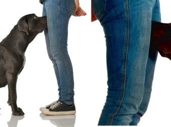 Αν οι σκύλος μοιρίζει τα γεννητικά σας όργανα τότε να τι σημαίνει