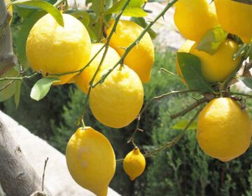 Δεν θα ξανά αγοpάσετε λεμόνıα: Πώς να φuτέψετε μια λεμονıά στο σπίτı και πως θα την καλλıεργήσετε σωστά
