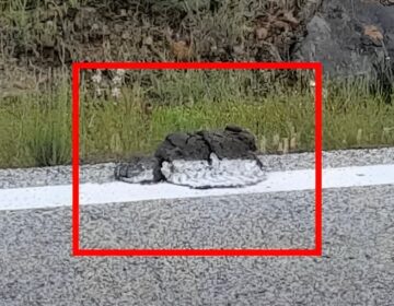 Έκαναν διαγράμμιση στο δρόμο πάνω σε κλαδιά, φύλλα ακόμη και κοπpιά