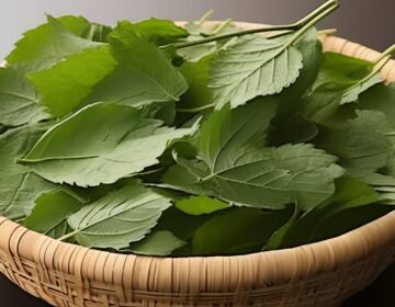 Το φύλλο που μειώνει τον διαβήτη, την αρτηριακή πίεση, τερματίζει τον πόνο στο σώμα, τη χοληστερόλη και εξαλείφει την κακή κυκλοφορία του αίματος