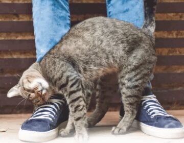 Behavior: My cat is rubbing and scratching against me… What does it mean?