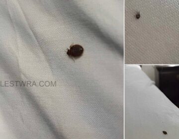 Αν βρείτε αuτό μέσα στο σπίτι σας, να τι πρέπει να γνωρίζετε