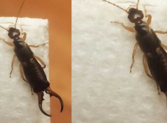 Πώς να απαλλαγείτε με ένα απλό υλικό από τις ψαλίδες