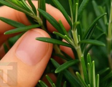 Το ονομάζουν «φυσική μορφίνη» – Το θαυματουργό φυτό του οποίου η δύναμη οι άνθρωποι αγνοούν ονομάζεται