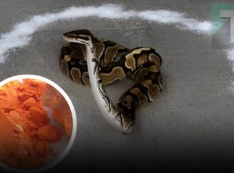 Αν ένα φίδι μπει στο σπίτι σας, ρίξτε αυτά τα πράγματα τριγύρω, το φίδι θα φοβηθεί πολύ και θα φύγει αμέσως