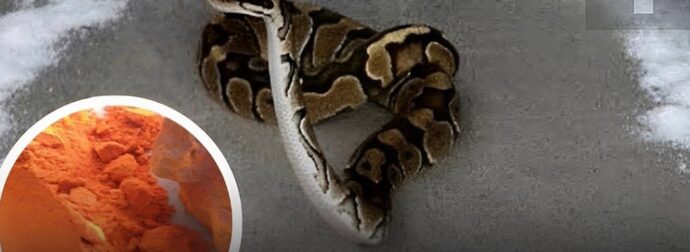 Αν ένα φίδι μπει στο σπίτι σας, ρίξτε αυτά τα πράγματα τριγύρω, το φίδι θα φοβηθεί πολύ και θα φύγει αμέσως