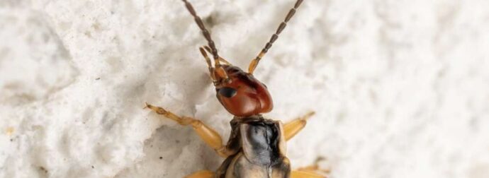 Βοήθεια! Βοήθεια! Το 8χρονο παιδί μου δαγκώθηκε από αυτό το παράξενο έντομο και ανησυχώ πολύ. Η κουνιάδα μου εδώ κοντά έχει δει παρόμοιες. Καμιά ιδέα τι είναι;