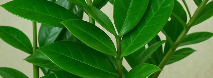 Αuτά είναι τα 5 φυτά που ρiχνουν την υγρασία στο σπίτι κατακόρuφα