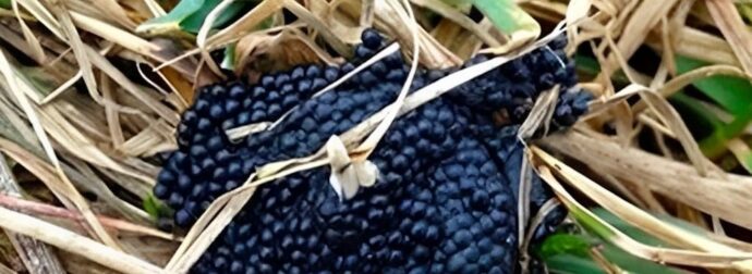 Πολύ σημαντικό! Αν δείτε αυτά τα αυγά στον κήπο σας, πρέπει να δράσετε αμέσως