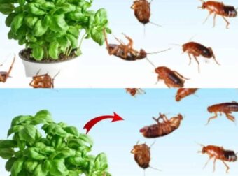 Βάλτε το για 1 ώρα στο σπίτι σας, δεν θα δείτε ποτέ ξανά μύγες, κουνούπια ή κατσαρίδες