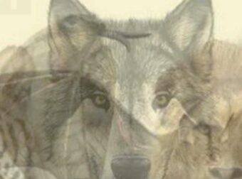 Το πρώτο ζώο που βλέπετε σε αυτή την εικόνα θα αποκαλύψει ποιοι είστε πραγματικά