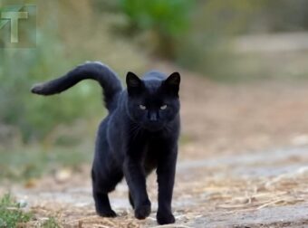 Τι σημαίνει να συναντήσεις μια μαύρη γάτα;
