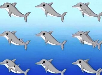 Πόσα δελφίνια υπάρχουν σε αυτή την εικόνα;