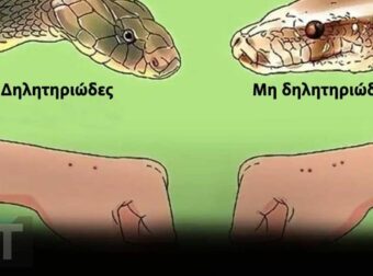 Όταν σας δαγκώσει φίδι, θα πρέπει πρώτα να κάνετε τα εξής