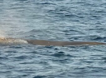 Εμφανίστηκε φάλαινας φυσητήρας σε ελληνική θάλασσα – Σε ποια περιοχή
