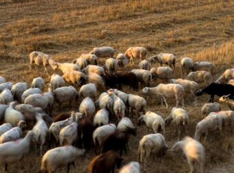 Φρικτός θάνατος για 27 πρόβατα σε ελληνικό νησί – Τα άφησαν να πεθάνουν από τη δίψα