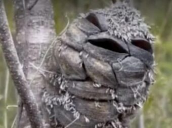 Νόμιζε πως είδε ένα χαρούμενο πουλί στο δάσος, αλλά ξαφνικά συνειδητοποίησε το λάθος της.