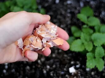 Μην πετάτε τα τσόφλια από τα αυγά – Ο λόγος που πρέπει να τα κρατήσετε