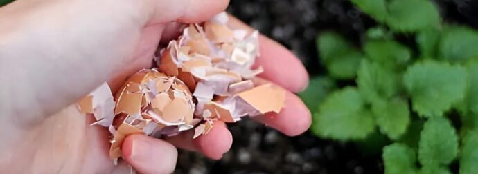 Μην πετάτε τα τσόφλια από τα αυγά – Ο λόγος που πρέπει να τα κρατήσετε