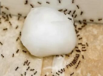 6 φυσικοί τρόποι για να κρατήσετε τα μυρμήγκια μακριά