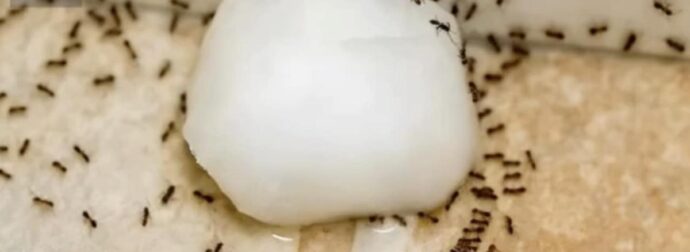 6 φυσικοί τρόποι για να κρατήσετε τα μυρμήγκια μακριά