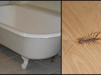 Να γιατί δεν πρέπει ποτέ να σκοτώσετε μια σαρανταποδαρούσα μέσα στο σπίτι σας