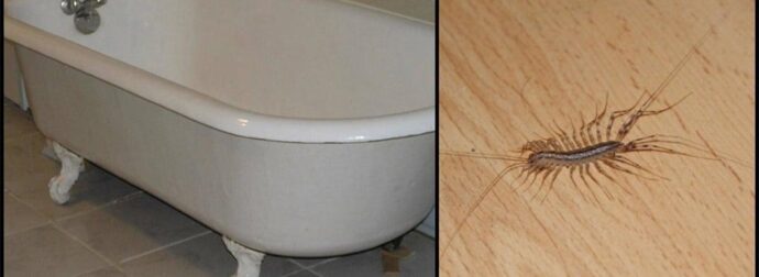 Να γιατί δεν πρέπει ποτέ να σκοτώσετε μια σαρανταποδαρούσα μέσα στο σπίτι σας