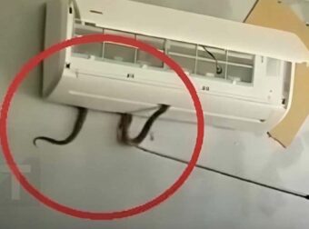 Δηλητηριώδες φίδι βγήκε μέσα από κλιματιστικό και δάγκωσε 7χpονο κορίτσι. Mια ανατριχιαστική προειδοποίηση για έναν κίνδuνο μέσα στο σπίτι