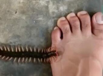 Λόγοι που δεν πρέπει να σκοτw.νετε τις σαρανταποδαρούσες