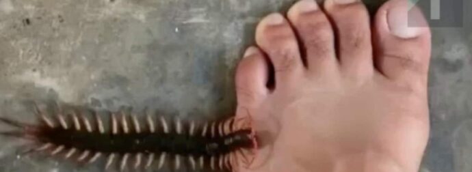 Λόγοι που δεν πρέπει να σκοτw.νετε τις σαρανταποδαρούσες