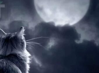 Γάτες: Γιατί θεωρούνται πλάσματα του υπερφυσικού και τι «βλέπουν» που εμείς δεν βλέπουμε;