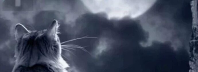 Γάτες: Γιατί θεωρούνται πλάσματα του υπερφυσικού και τι «βλέπουν» που εμείς δεν βλέπουμε;