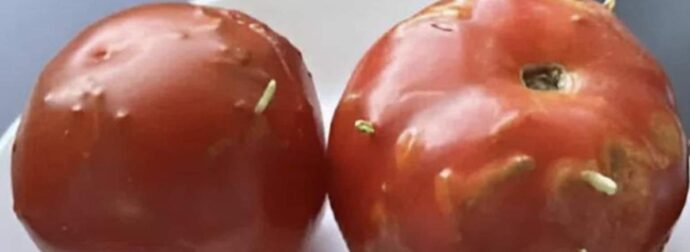 Παράξενος γρίφος: Χτυπημένες ντομάτες, μια απρόσμενη ανακάλυψη στην κουζίνα μου