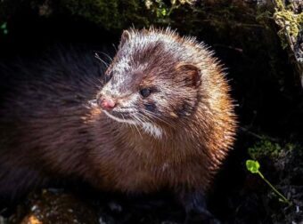 Σοκ στην Καστοριά: Μινκ όρμησε σε κατάκοιτη ηλικιωμένη και την ακρωτηρίασε