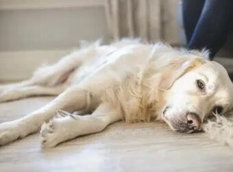 11 σημάδια ότι ο σκύλος σας είναι στα τελευταία του