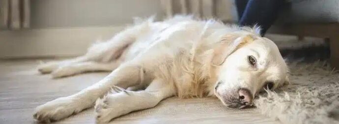 11 σημάδια ότι ο σκύλος σας είναι στα τελευταία του