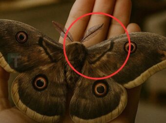 Τι σημαίνει εάν δείτε έναν σκόρο