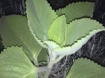 Αν εσείς ή ο γείτονάς σας έχει αυτό το φυτό στο σπίτι, τότε έχετε έναν θησαυρό