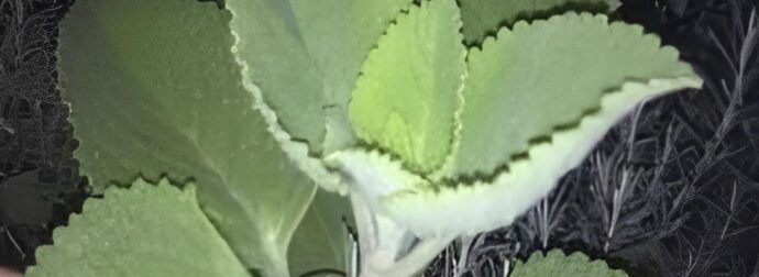 Αν εσείς ή ο γείτονάς σας έχει αυτό το φυτό στο σπίτι, τότε έχετε έναν θησαυρό