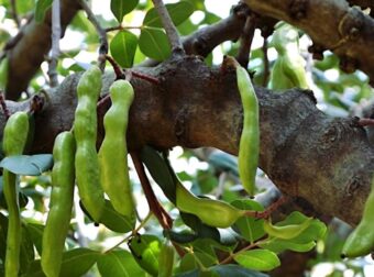Η τροφή της κατοχής, κορυφαία πηγή ασβεστίου και σιδήρου, που ρίχνει σάκχαρο και χοληστερόλη και διατηρεί τα οστά γερά
