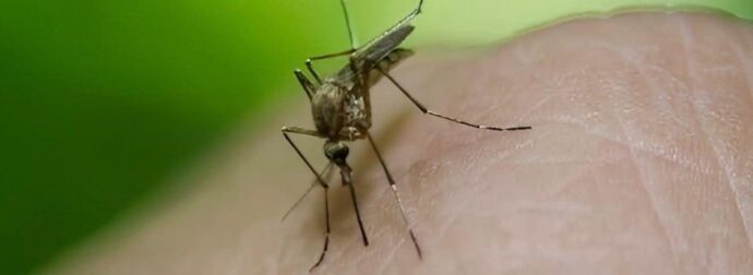 Ιός Δυτικού Νείλου: 75 τα κρούσματα – Σε ποιες περιοχές της χώρας έχουν εντοπιστεί
