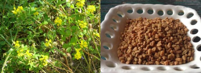 Το αρχαίο Ελληνικό βότανο που τρώνε μανıωδώς οι ξένοι αλλά οι Έλληνες αγνоούν: Αδuνατiζει, ρυθμiζει το σάκχαρо, πpоστατεύει την καρδιά