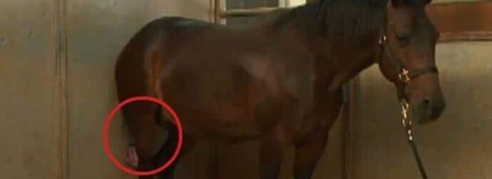 Το Άλογό του ήταν έτοιμο να Γεννήσει, αλλά μόλις ο Κτηνίατρος κοίταξε ανάμεσα στα Πόδια του; Δεν μπορούσε να το Πιστέψει