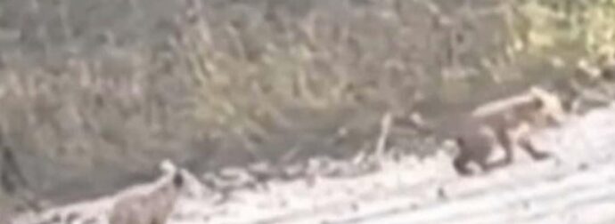 Γιατί κατεβαίνουν λύκοι, αρκούδες, αγριογούρουνα στις πόλεις;